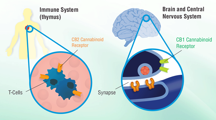 https://www.idrasilrx.com/wp-content/uploads/2018/04/immune-system-brain.fw_-700x391.png